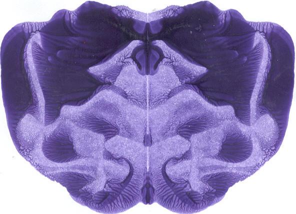 amudbdeopq36vv7i4.jpg